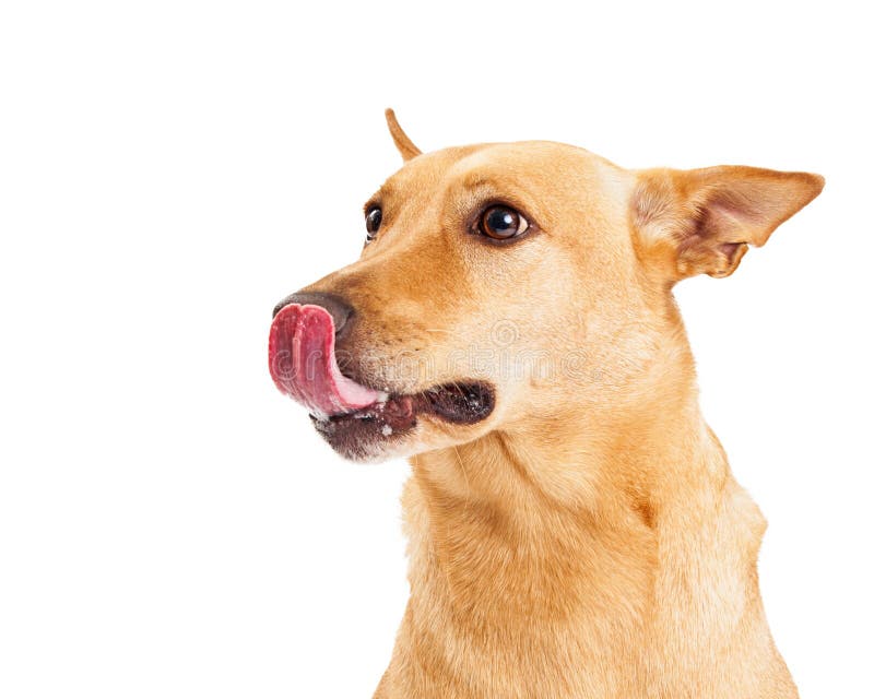 Carolina Dog Licking Lips imagen de archivo. Imagen de aislado 45439769