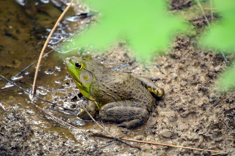 Roditore rana fango Prossimo sul alcuni fangoso verde colorato Acqua.