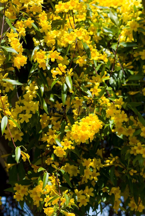 carolina jasmine carolina jasmine