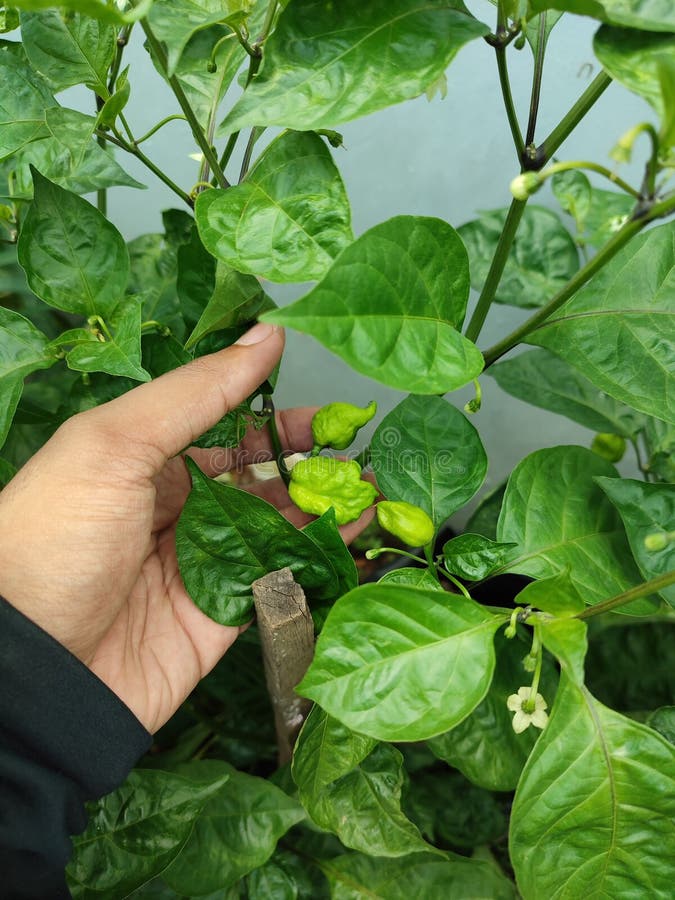 Carolina reaper green stock image. Image of carolina 263292197