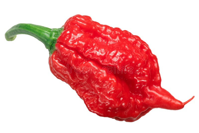 Carolina reaper chile pepper, whole pod, top. 