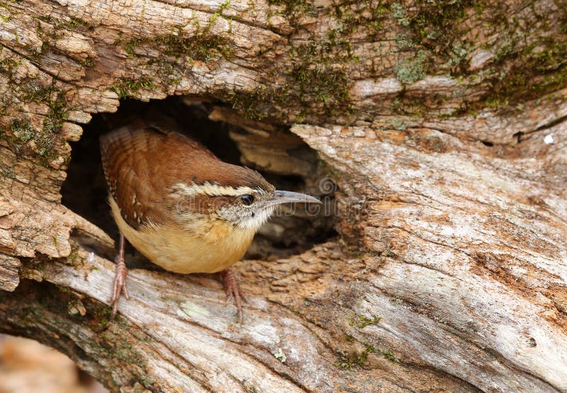 Carolina wren emerging from a hole in a log.