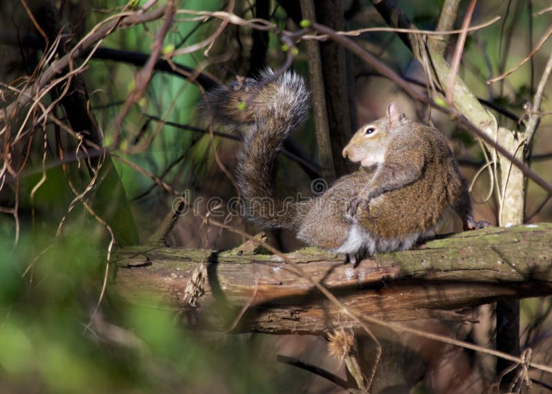 Carolinensis di Grey Squirrel Sciurus fotografia stock Carolinensis di Grey Squirrel Sciurus fotografia stock