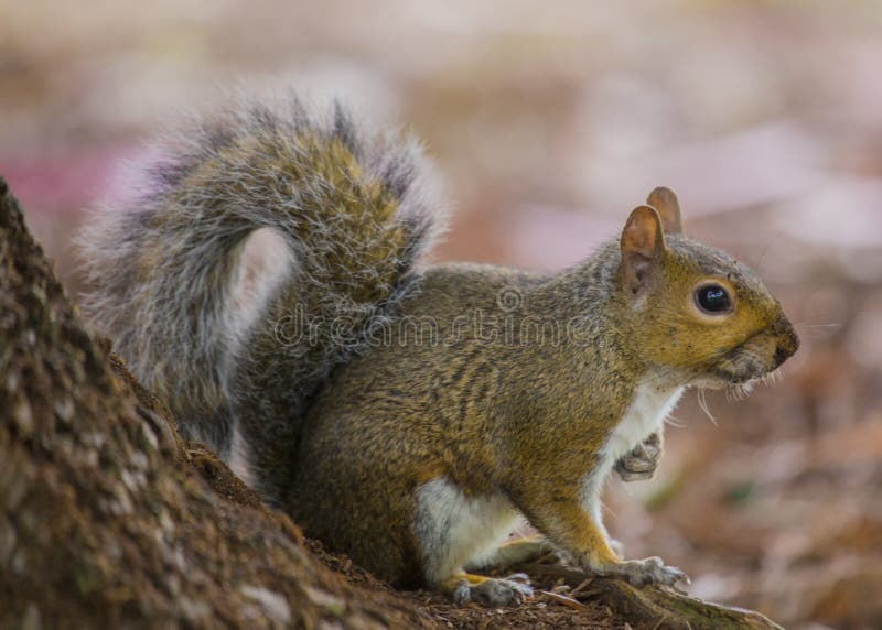 Carolinensis di Grey Squirrel Sciurus immagine stock Carolinensis di Grey Squirrel Sciurus immagine stock