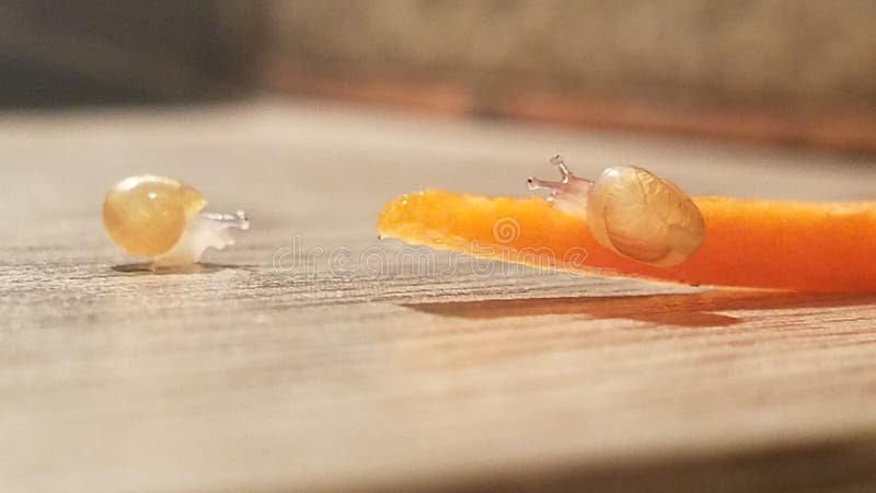 Oeufs Rouges Des Escargots Sur La Tige Image Stock Image Du Isolement Coque