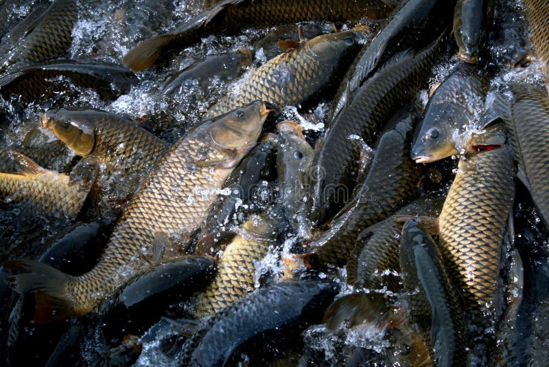 La multitud de carpa lucha comida en.