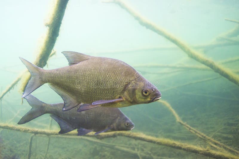 Underwater photography of Carp bream Abramis Brama. Beautiful fish in close up photo. Underwater photography in the wild nature. River habitat. Swimming Common Bream in the clear pond. Underwater photography of Carp bream Abramis Brama. Beautiful fish in close up photo. Underwater photography in the wild nature. River habitat. Swimming Common Bream in the clear pond.