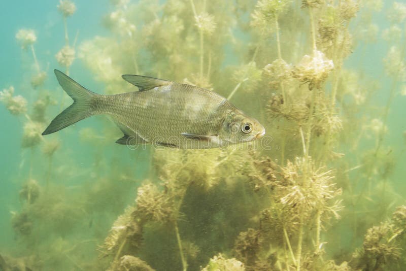 Underwater photography of Carp bream Abramis Brama. Beautiful fish in close up photo. Underwater photography in the wild nature. River habitat. Swimming Common Bream in the clear pond. Underwater photography of Carp bream Abramis Brama. Beautiful fish in close up photo. Underwater photography in the wild nature. River habitat. Swimming Common Bream in the clear pond.