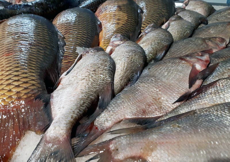 Carp and bream catch on winter fishing and on the supermarket counter.