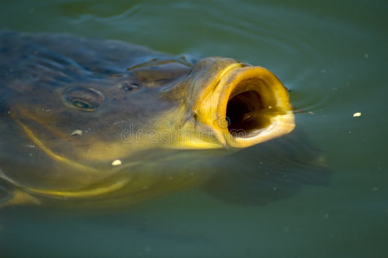 Carp eating stock image. Image of sucking, carp, eating