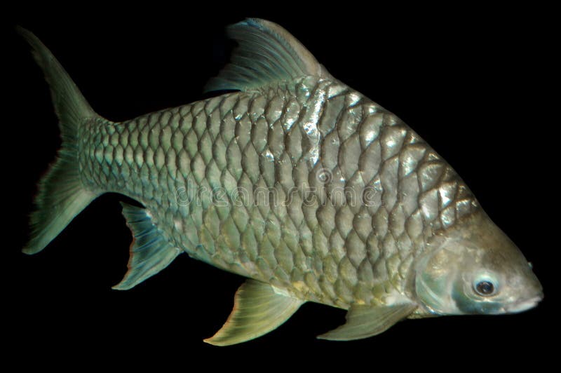 Carp fish