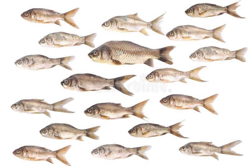 Fish Carp. Isolated Fish With And Without Scales Stock