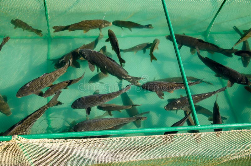 Carp on a fish farm stock image. Image of carp, fish 141014167