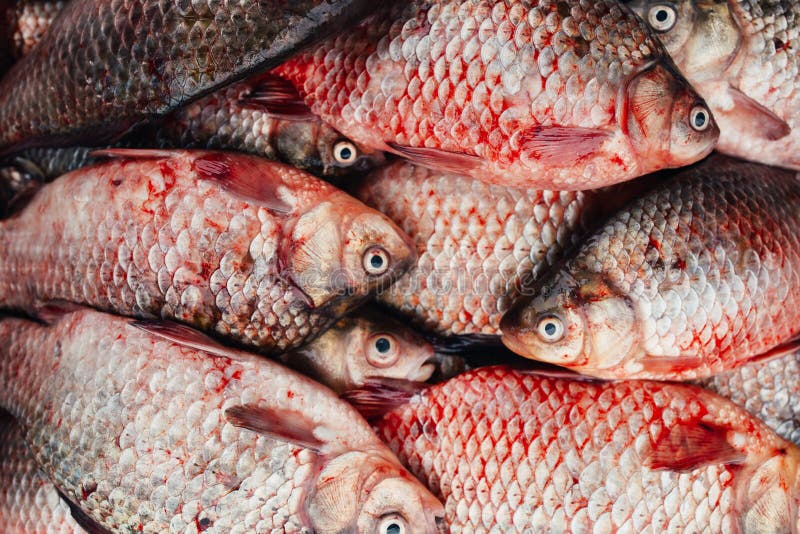 Carp in fish place market stock photo. Image of background 88031894