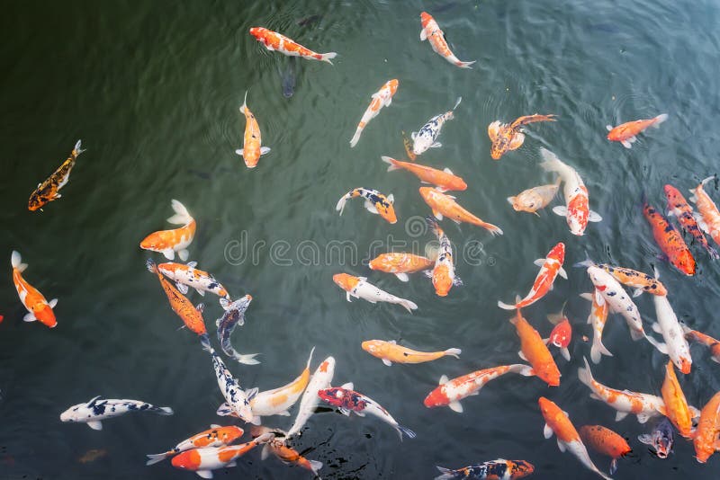 Carp fishes are swimming in the lake inside Hue Imperial which is a walled fortress and palace in the city of Hue, the former. Imperial capital of Vietnam stock photos Carp fishes are swimming in the lake inside Hue Imperial which is a walled fortress and palace in the city of Hue, the former. Imperial capital of Vietnam stock photos
