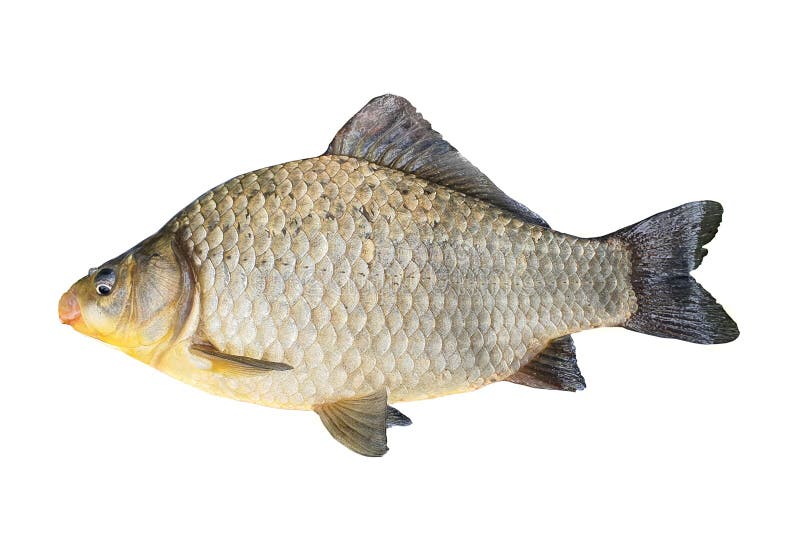 Carp Isolated , Fish , Food Stock Image Image of healthy, bream