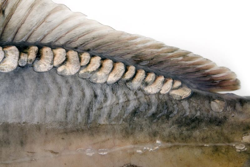 Big carp scales stock photo. Image of fishing, fresh, coast 7638930