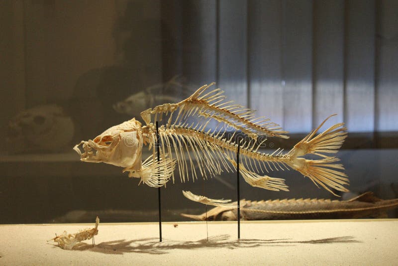 Big Fish Skeleton In Aquarium, Atlanta, U.S. Editorial Stock