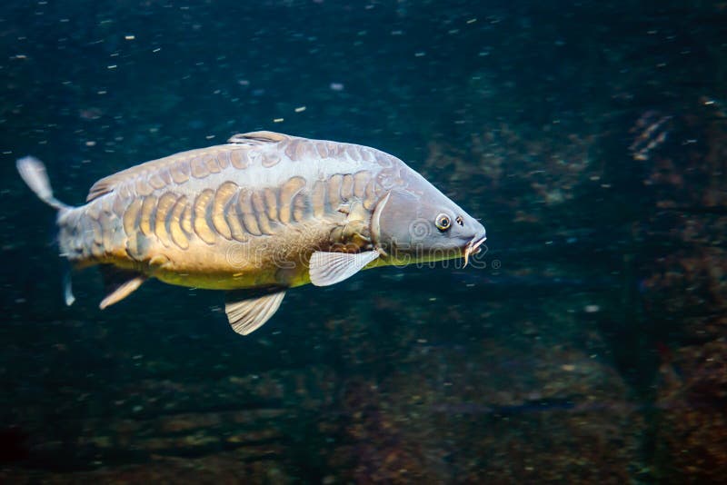 Carp swims with other fish in a freshwater lake royalty free stock photo Carp swims with other fish in a freshwater lake royalty free stock photo