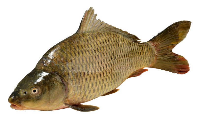 Carpa del pesce di carpio del Cyprinus fotografia stock Carpa del pesce di carpio del Cyprinus fotografia stock