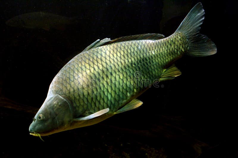Carpa grande (Cyprinus Carpio) fotografía de archivo Carpa grande (Cyprinus Carpio) fotografía de archivo