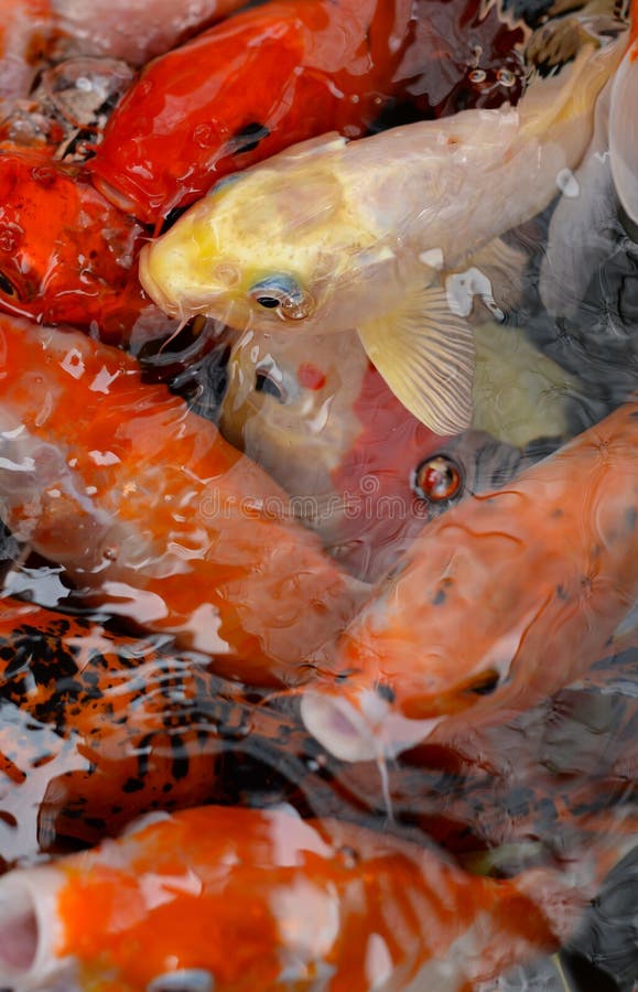 A carpa ou os peixes extravagantes de Koi fecham-se acima foto de stock royalty free A carpa ou os peixes extravagantes de Koi fecham-se acima foto de stock royalty free