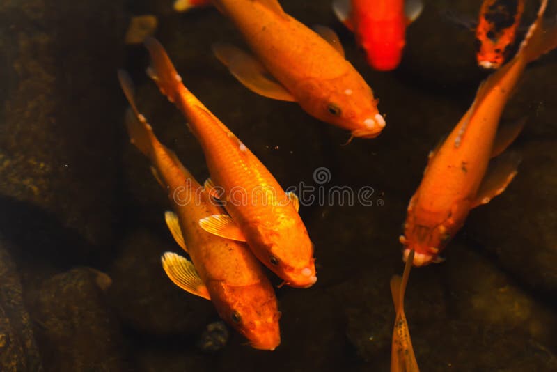 Pesi Piombo A Piombi Pesi Di Piombo Forati Per Pesca - 1/8 Oz (3.5g) Per Carpa E Pesca Marina, Confezione Multipla Piombi Da Pesca A Fondo - Foto 13