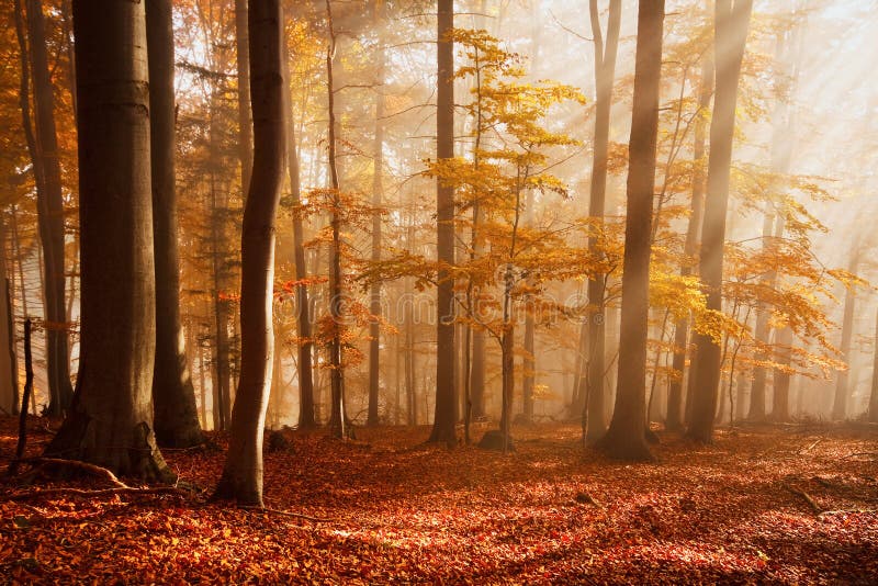 Carpathian beech forest, Slovakia.