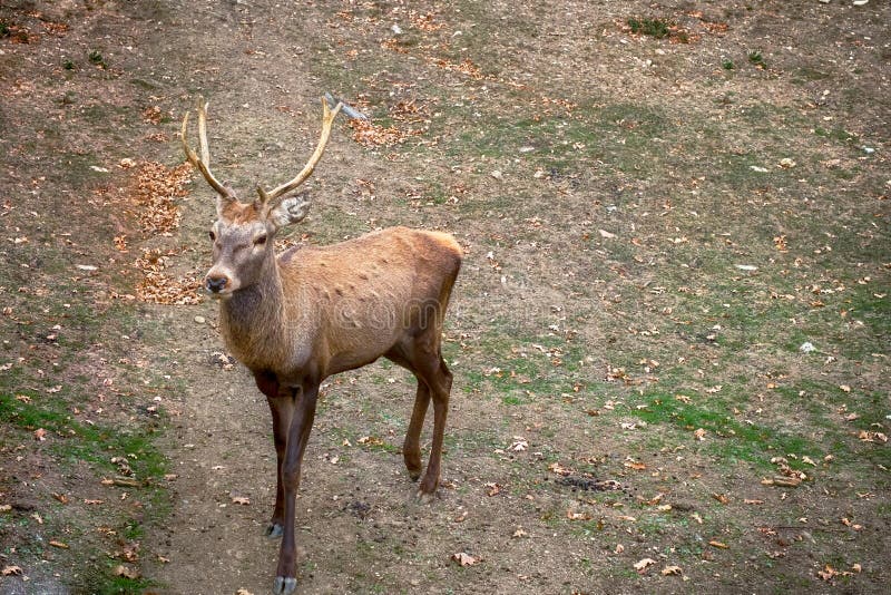 Carpathian brown deer with branched horns in nature