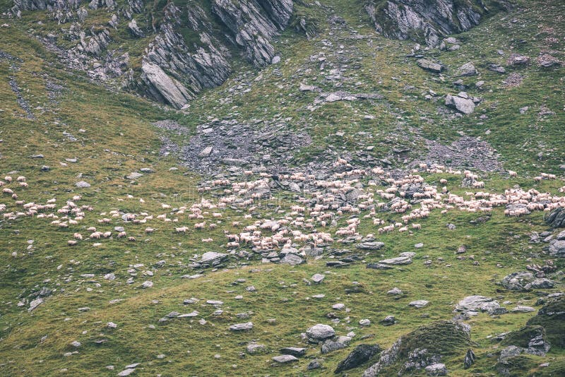 Karpatské horské ovce v lete - vintage filmový efekt