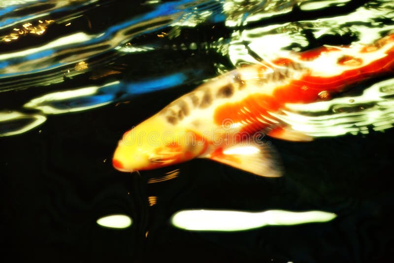 Carpe di lusso che nuotano in uno stagno pesce o Koi concetto di fioritura offuscato immagini stock Carpe di lusso che nuotano in uno stagno pesce o Koi concetto di fioritura offuscato immagini stock