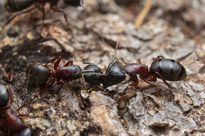 Carpenter ants, Camponotus on coniferous wood