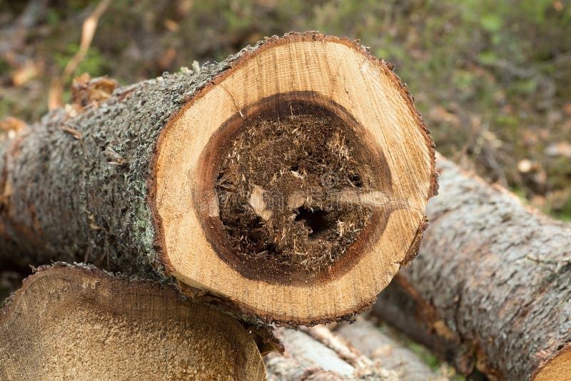 Carpenter ants nest causing damage on fir wood