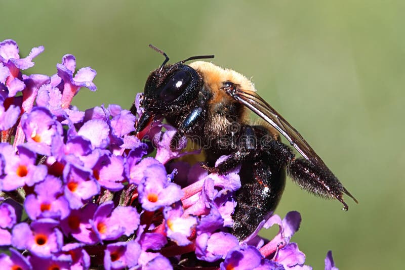 Carpenter Bee Pollinating a Pink Flower Stock Photo Image of