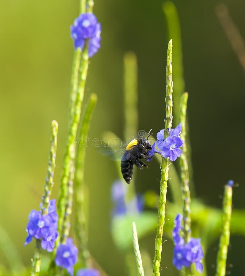 Carpenter Bee