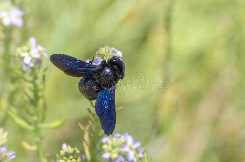 Carpenter Bee Above a Flower for Pollination Stock Photo Image of
