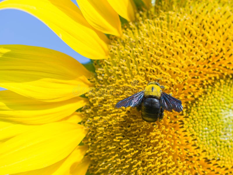A Carpenter Bee on Blooming Sunflower Stock Photo Image of botany