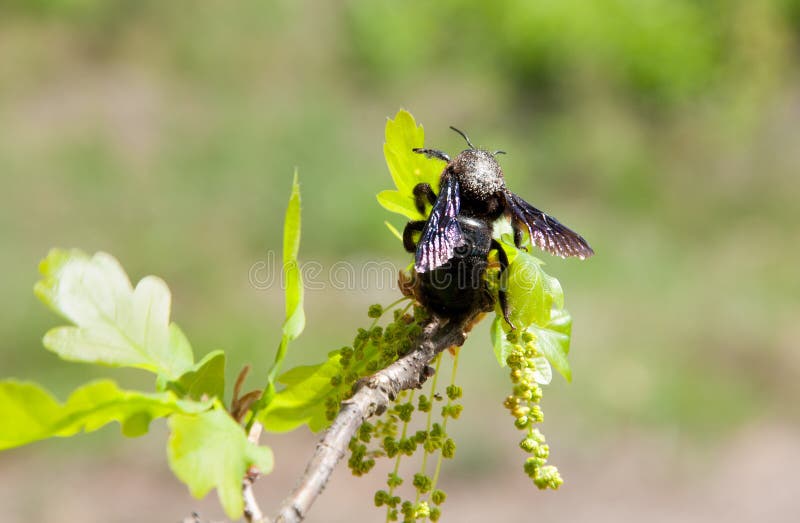 Carpenter Bee on Blossoming Branch of Oak Stock Photo Image of
