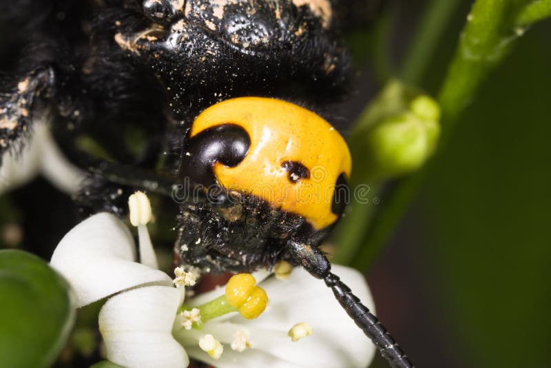 Carpenter bee collect pollen