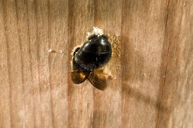 carpenter bee nest carpenter bee nest