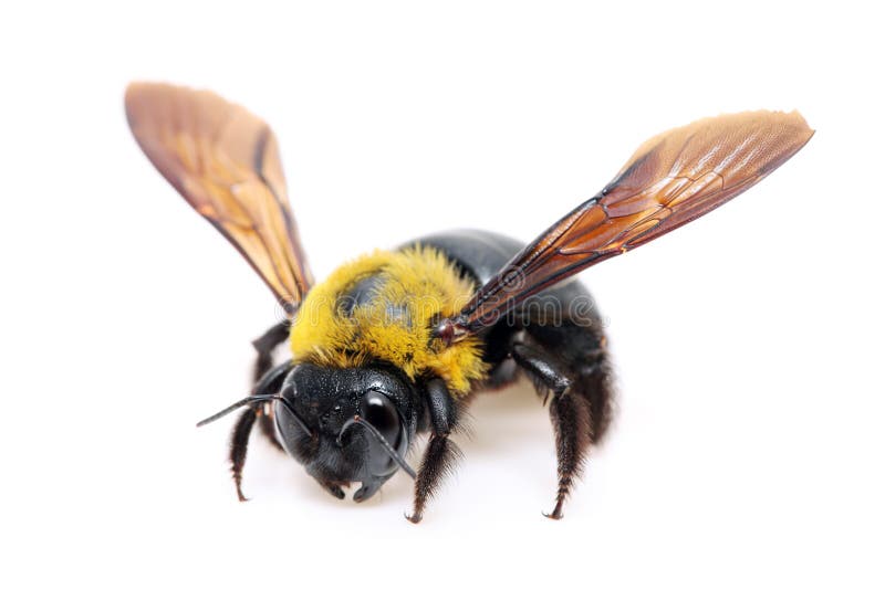 Carpenter bee Xylocopa stock image Carpenter bee Xylocopa stock image