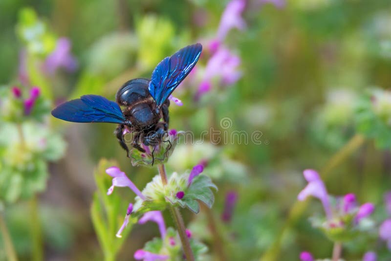 Carpenter bee or Xylocopa stock image. Image of pollination 72328661