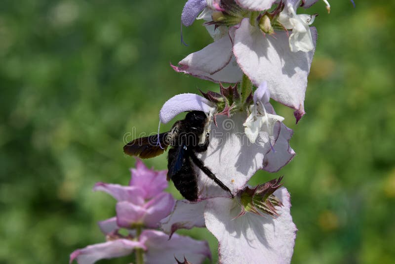 Carpenter Bees and Flower Clary Sage Stock Photo Image of dream