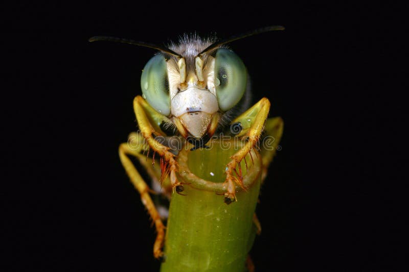 Wasp Carpenter stock photo. Image of stinger, black, 68105462