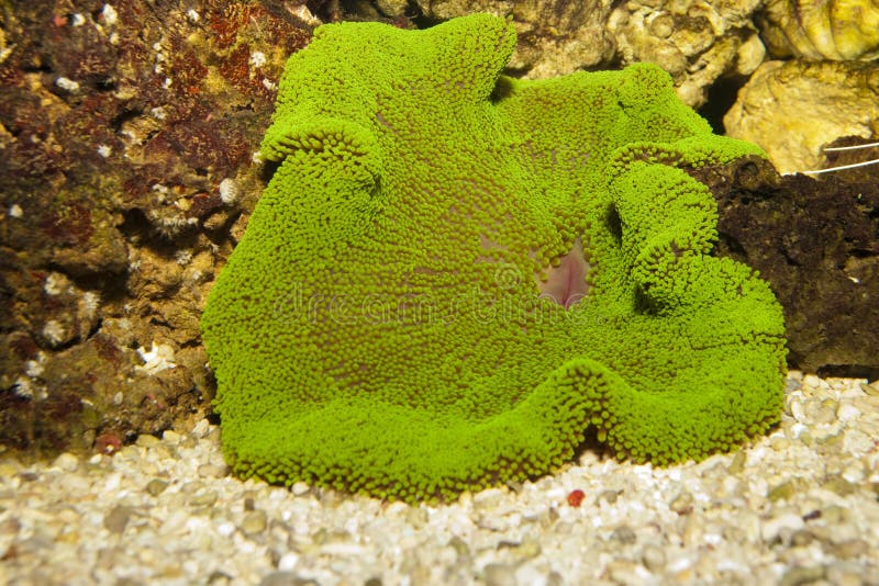 Red Carpet Anemone Stichodactyla Gigantea Stock Image Image of