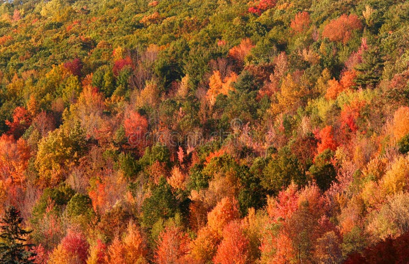 Carpet of Autumn trees stock photo