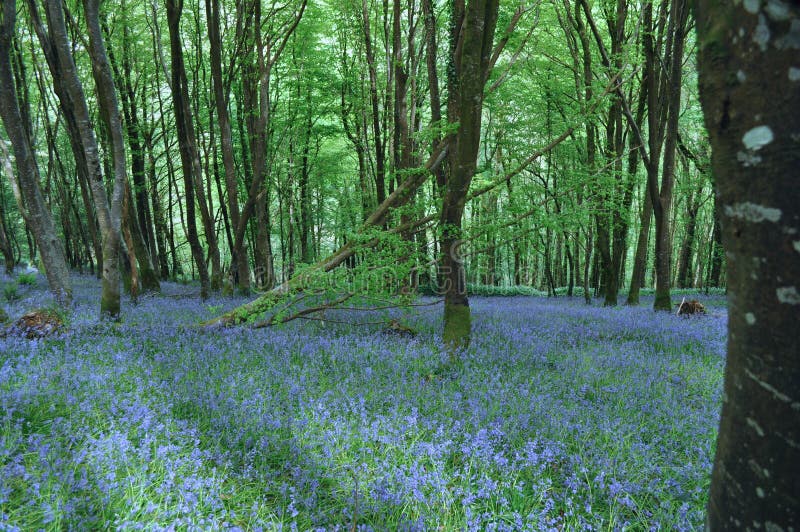 A carpet of Bluebells in the woodland