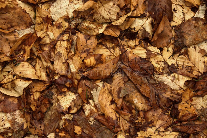 Autumn. Leaves Background. Carpet of Dry Leaves. Wallpaper Stock Photo -  Image of metaphor, sadness: 40583436