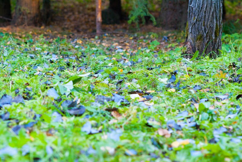 Carpet Of Fallen Green Leaves Stock Photo - Image of bright, tree