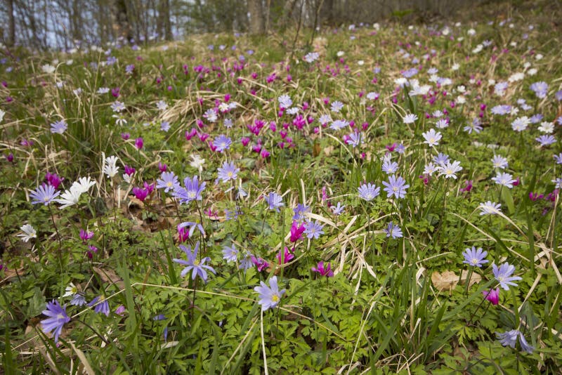 Carpet of flowers royalty free stock photo Carpet of flowers royalty free stock photo